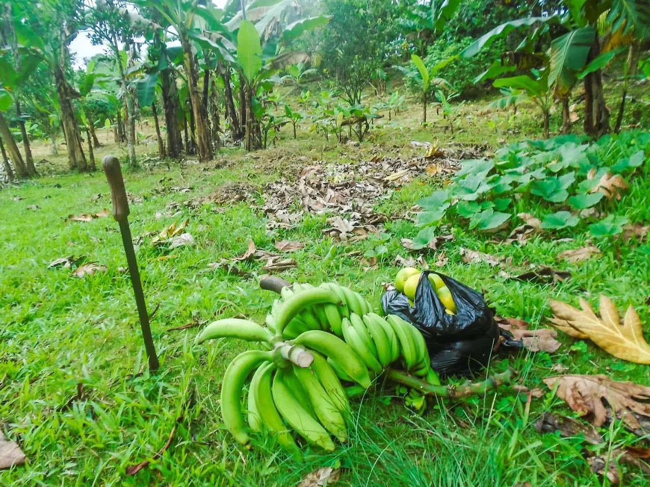 Joy'S Eco Lodge And Wellness Center Dressikie Jamaica