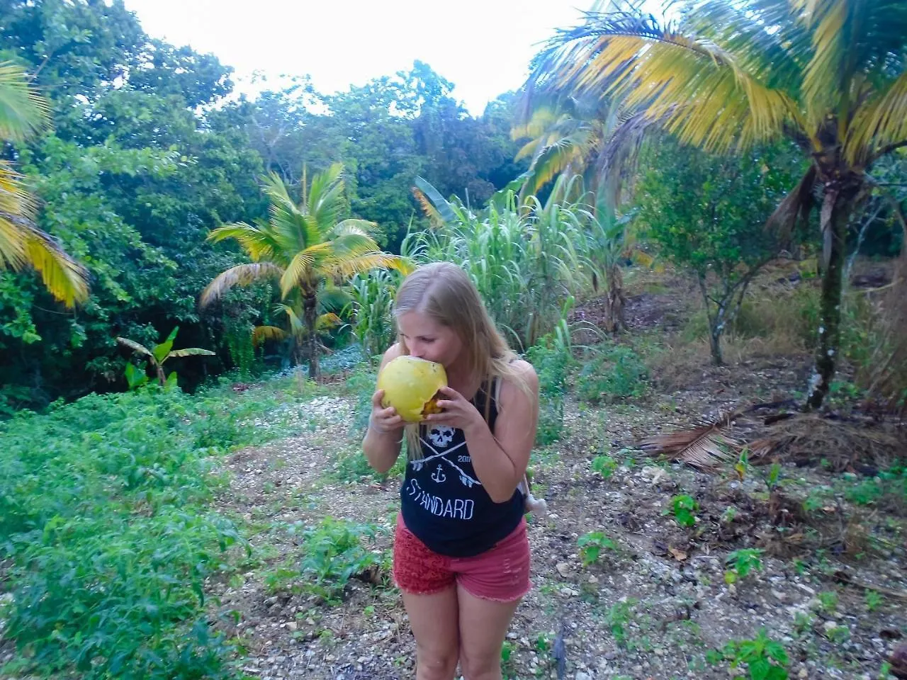 Bed & Breakfast Joy'S Eco Lodge And Wellness Center Dressikie Jamaica